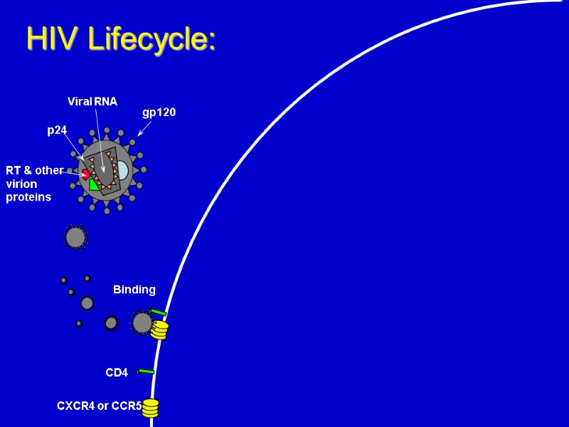 CD4 CXCR4 or CCR5 Binding HIV Lifecycle: